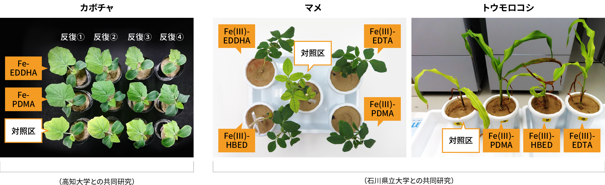 図：カボチャ、マメ、トウモロコシの栽培実験