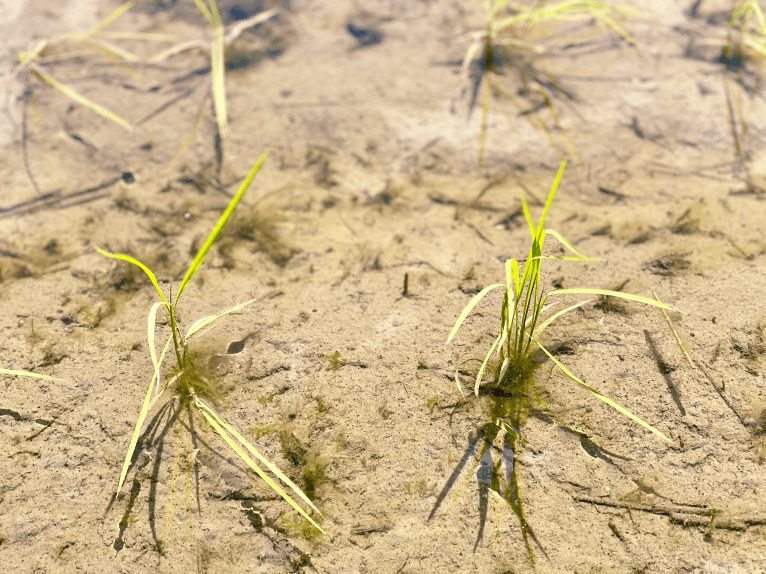 Photo: Example of plant growth in alkaline soil