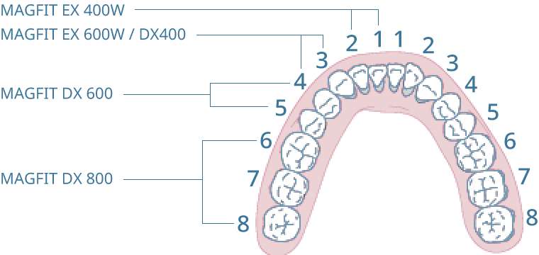 Applicable sites of various magnetic attachments for natural tooth roots by size